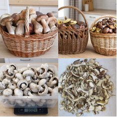 Как сушить грибы