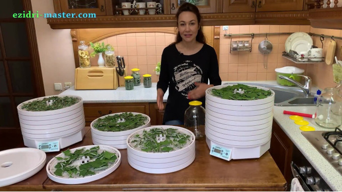 Готовый сушёный лист на лотках Ezidri рядом с банками для хранения