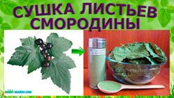 Сушіння листя смородини