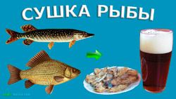 Сушка карася та щуки