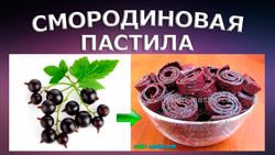 Смородинова пастила