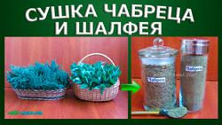 Сушіння чебрецю та шавлії